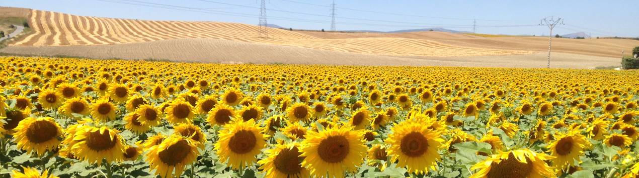 SoulWandering, meditative walks on the Camino de Santiago