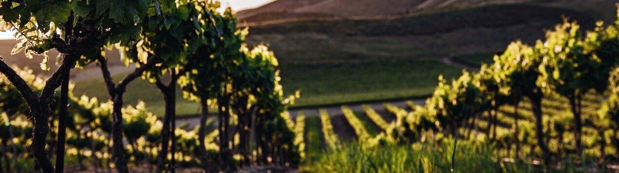 SoulWandering, meditative walks on the Camino de Santiago